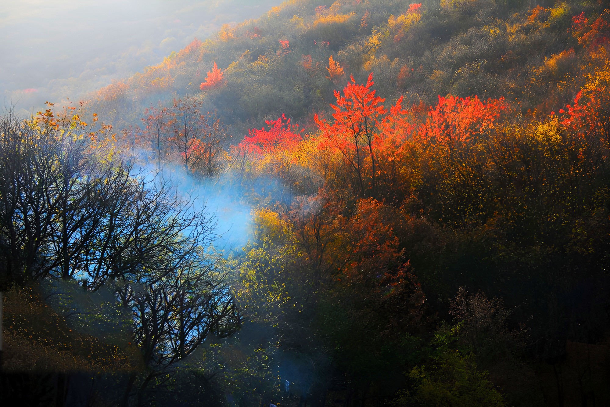 جنگل پیرداود2