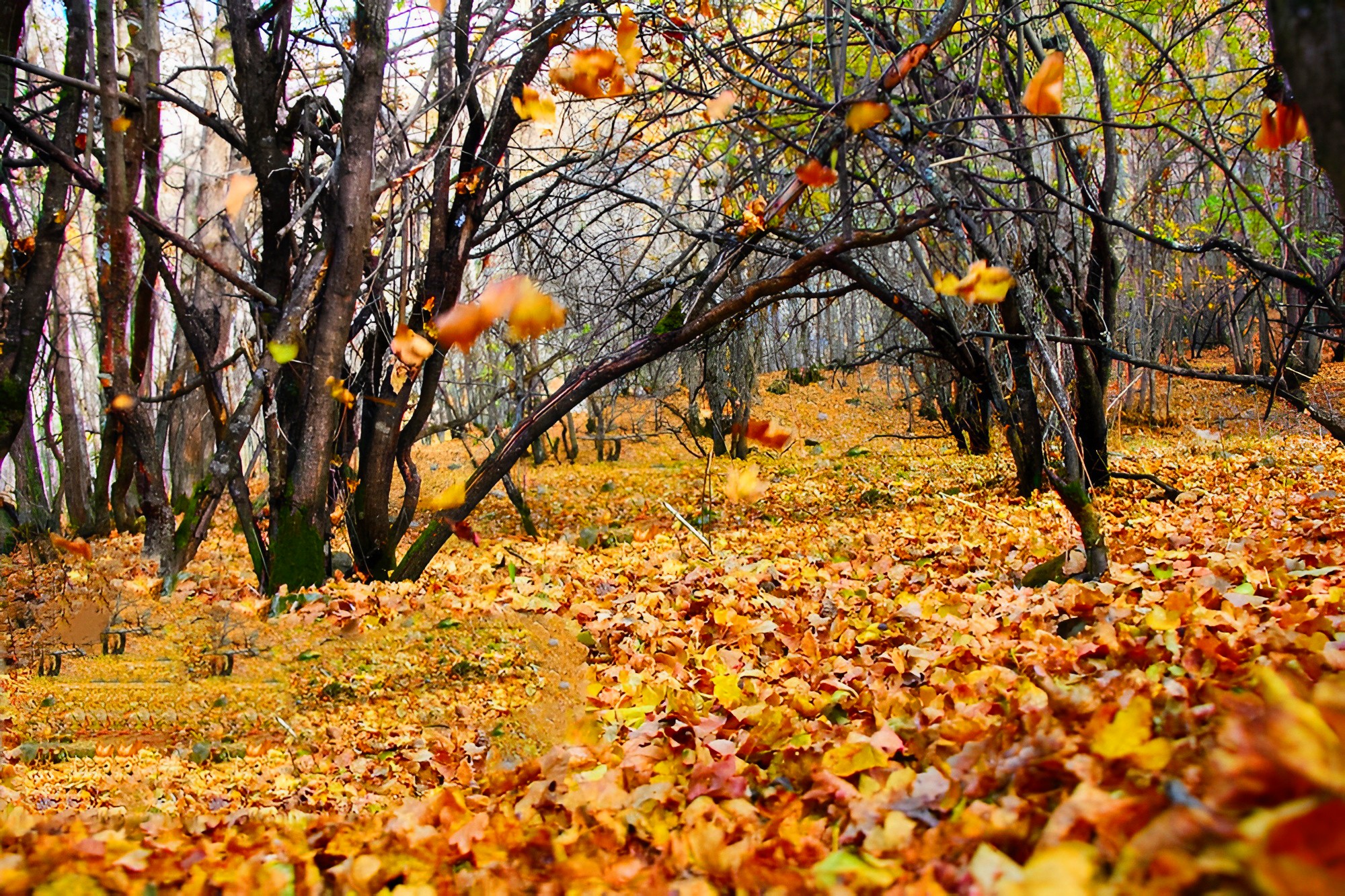 جنگل پیرداود1