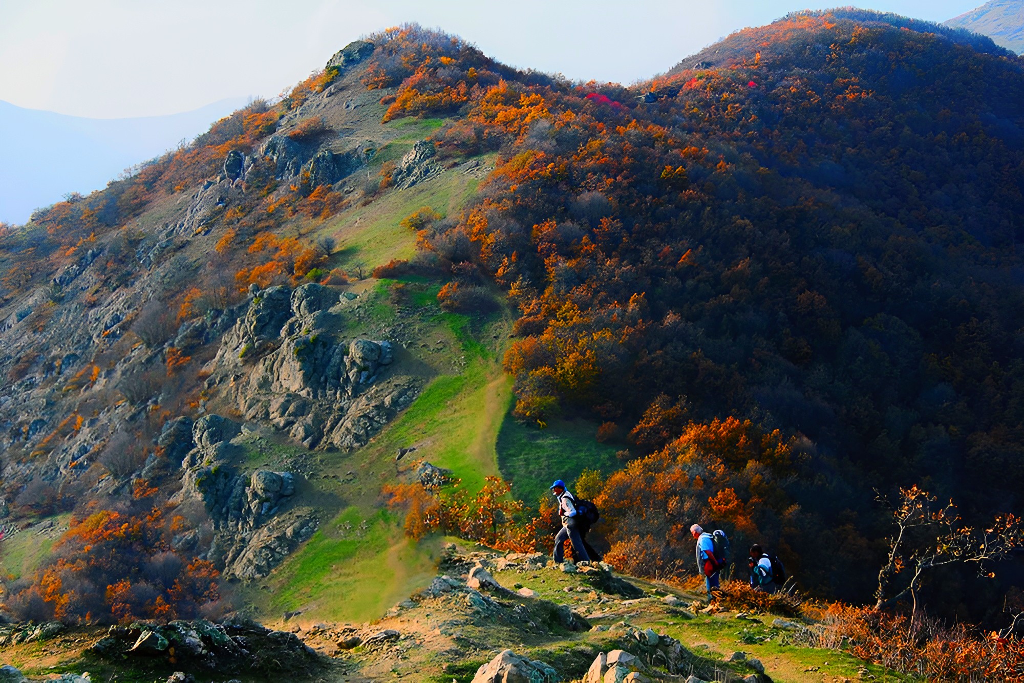 جنگل پیرداود